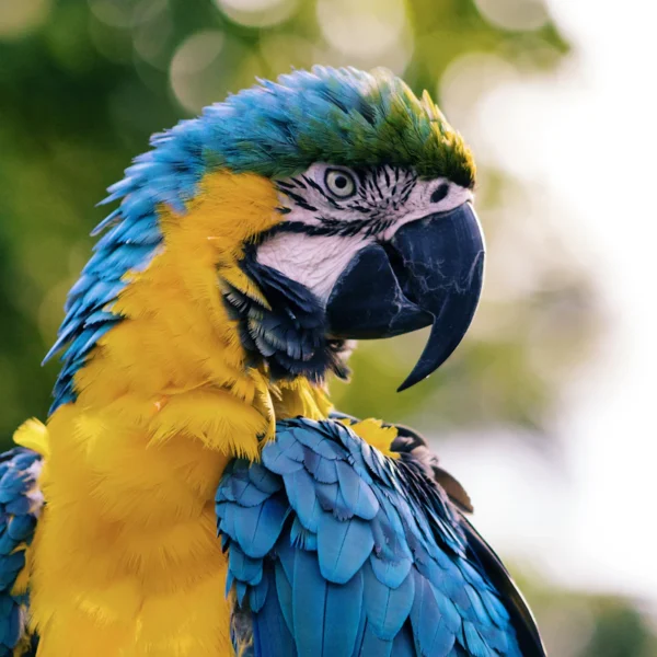 Bird Swing & Perch Kit — Pet Supplies at Ham Dealer