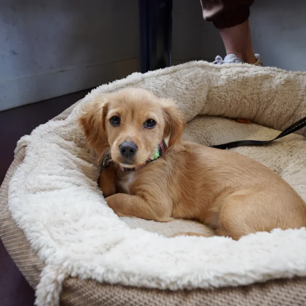 Cozy Donut Dog Bed — Pet Supplies at Ham Dealer