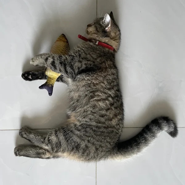 Feather Wand Cat Toy Set — Pet Supplies at Ham Dealer