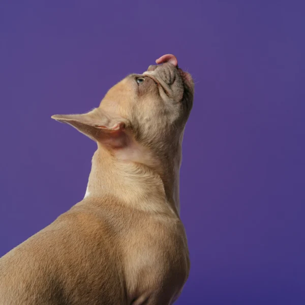 Grain-Free Dry Dog Food 12 lb — Pet Supplies at Ham Dealer