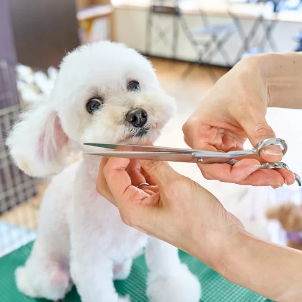 Home Grooming Kit for Dogs — Pet Supplies at Ham Dealer