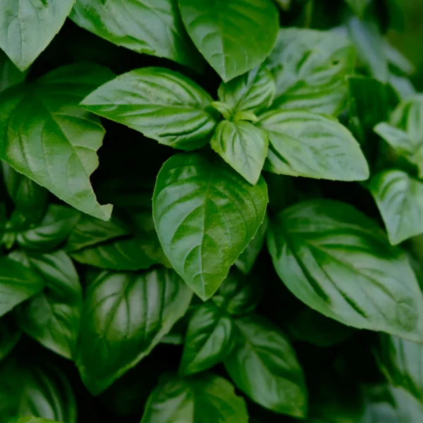 Living Basil & Herb Duo — Fresh Produce at Ham Dealer