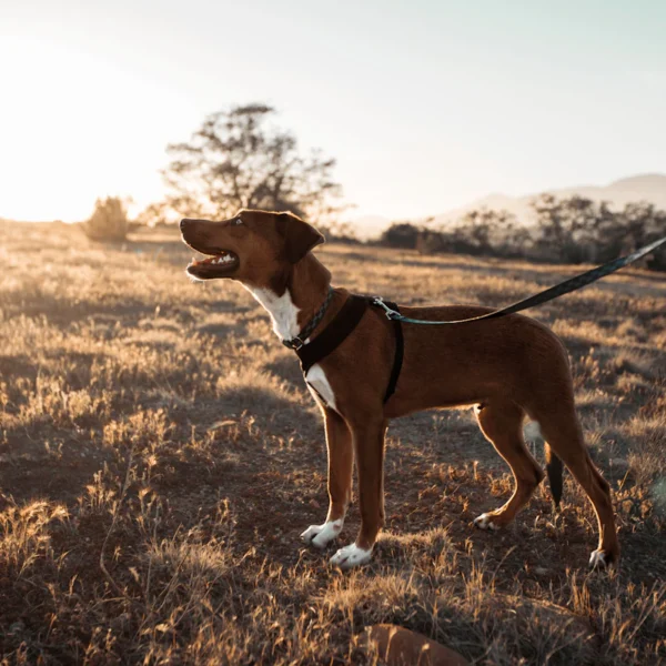 No-Pull Harness & Leash Set — Pet Supplies at Ham Dealer