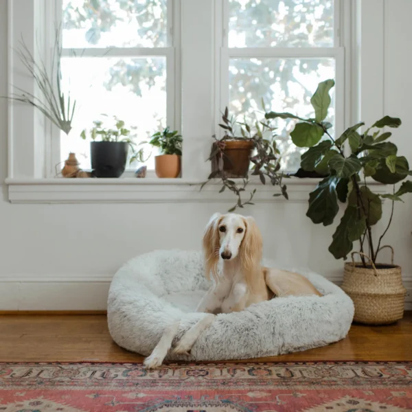 Orthopedic Dog Bed — Medium — Pet Supplies at Ham Dealer