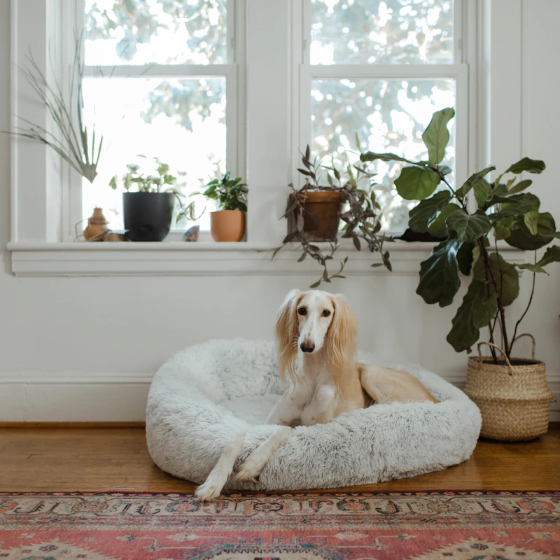 Orthopedic Dog Bed — Medium — Pet Supplies at Ham Dealer