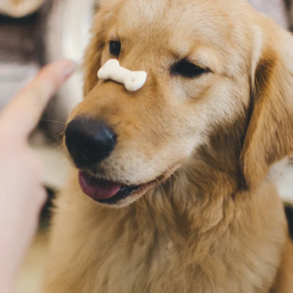Peanut Butter Training Bites — Pet Supplies at Ham Dealer