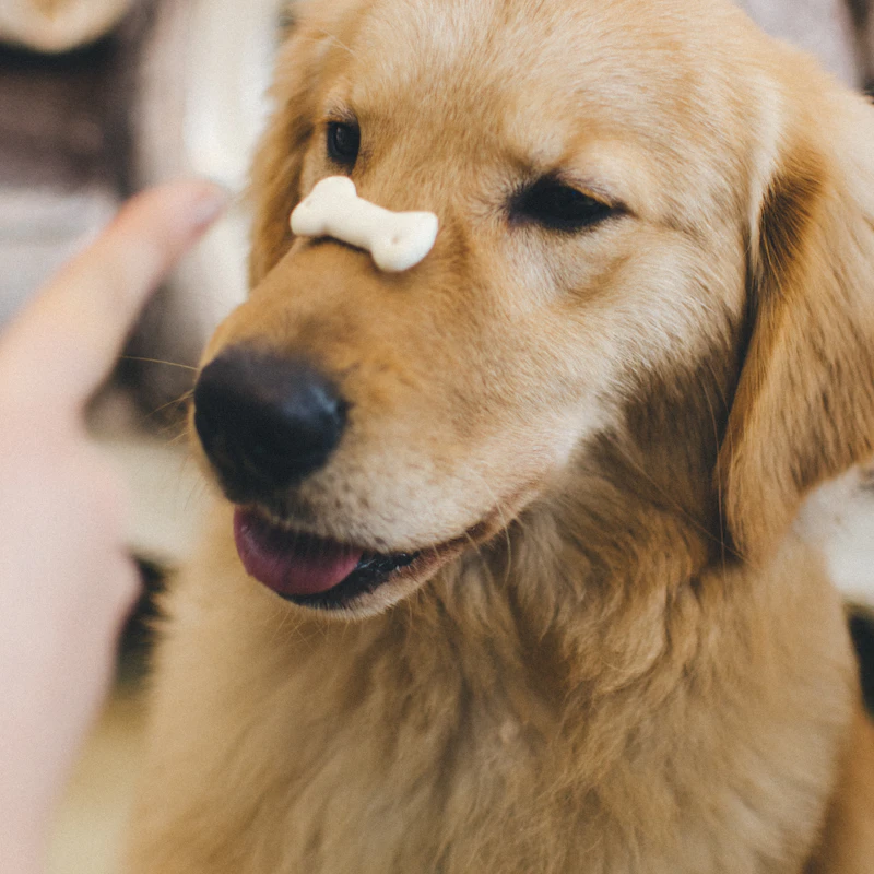 Peanut Butter Training Bites β Pet Supplies at Ham Dealer