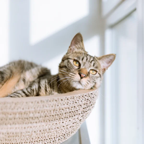 Plush Cat Cave Bed — Pet Supplies at Ham Dealer