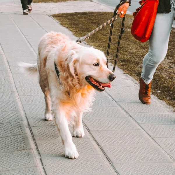 Reflective Dog Leash 6 ft — Pet Supplies at Ham Dealer