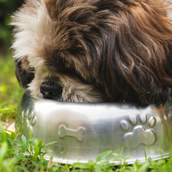 Slow-Feeder Bowl Set — Pet Supplies at Ham Dealer