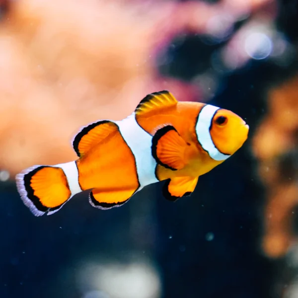 Starter Aquarium Kit 10 Gal — Pet Supplies at Ham Dealer